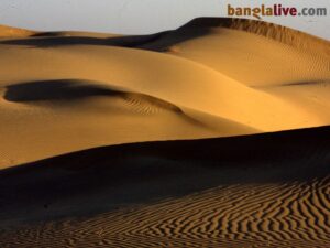 Desert Life