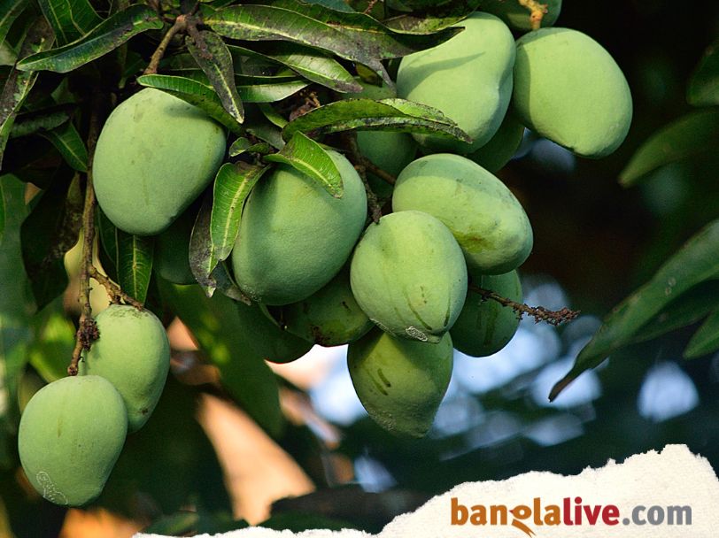Mango Day