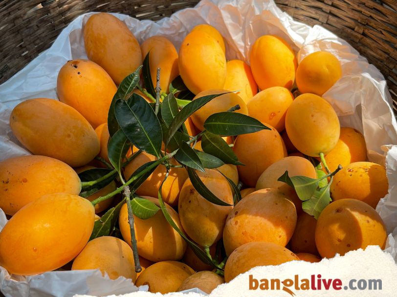 Mango Day