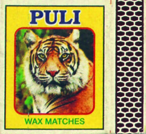 Tiger