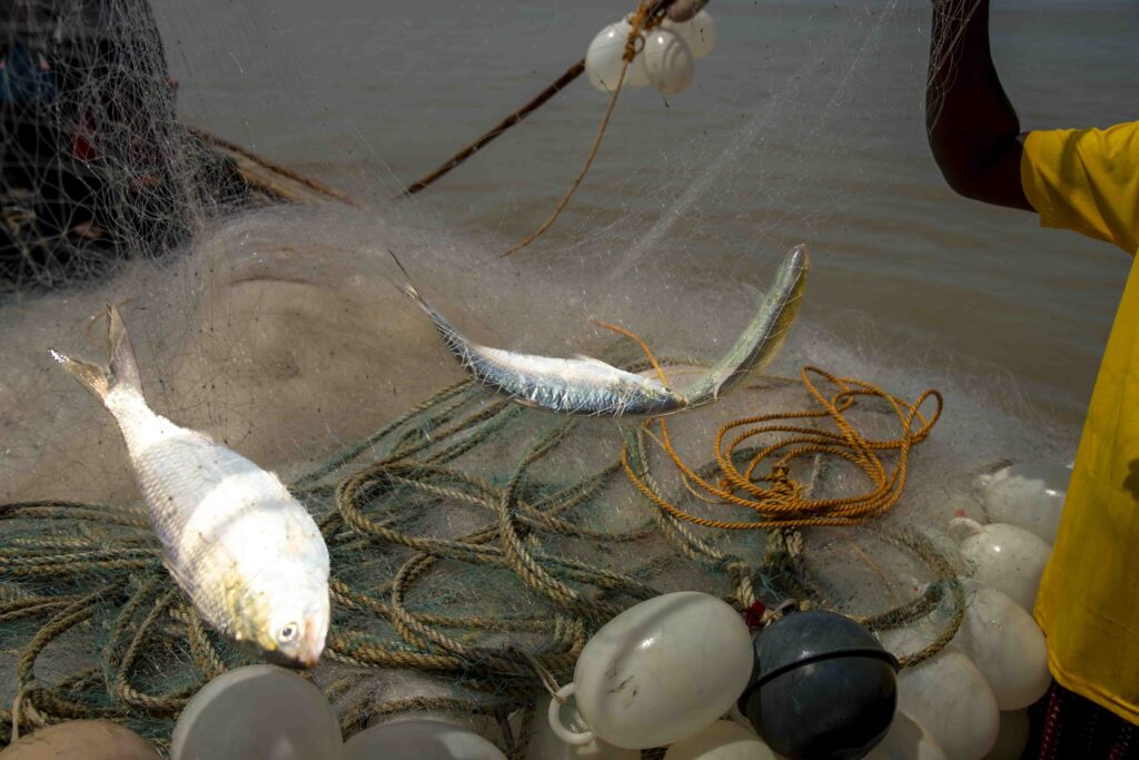 Hilsa