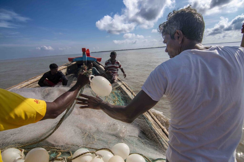 Hilsa
