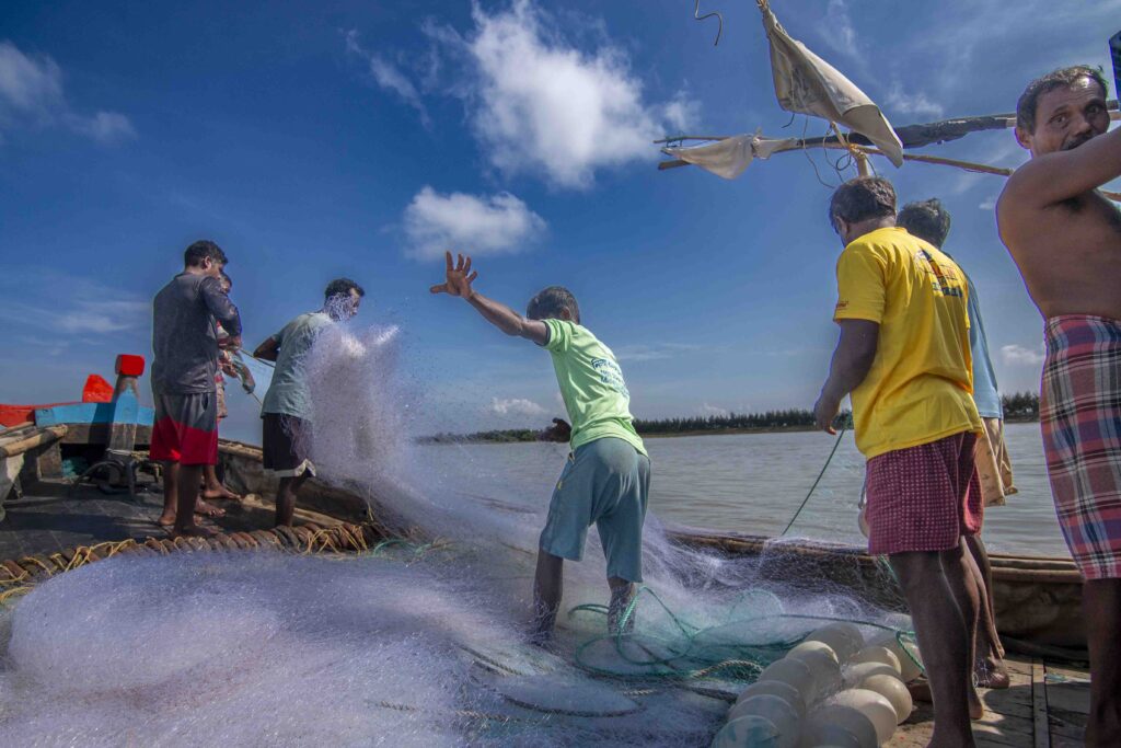 Hilsa