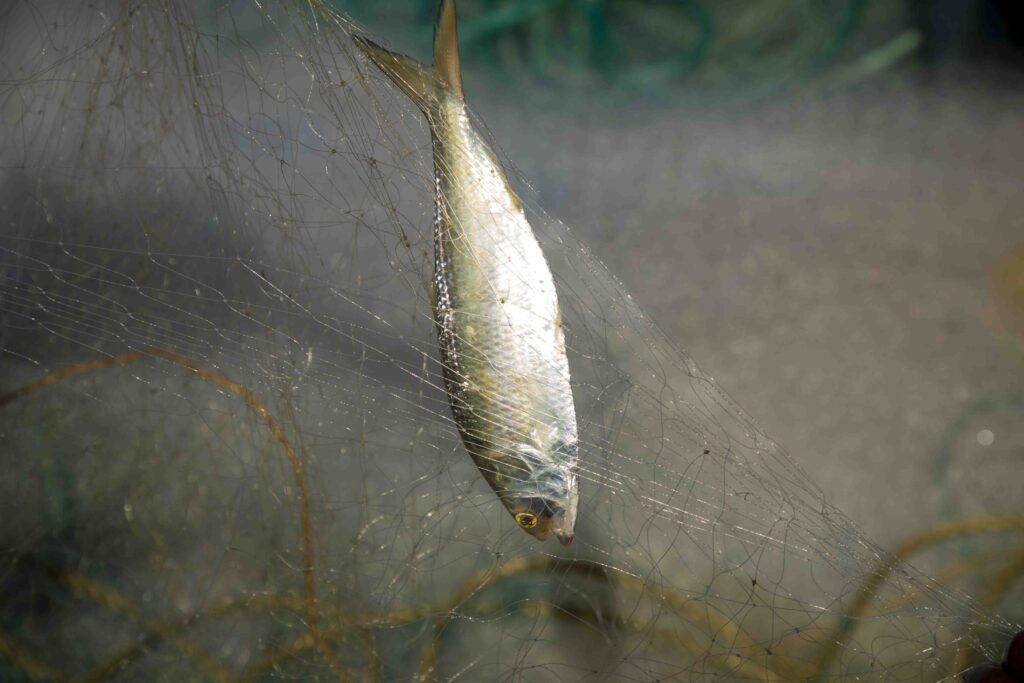 Hilsa