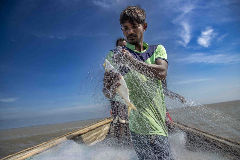 Hilsa
