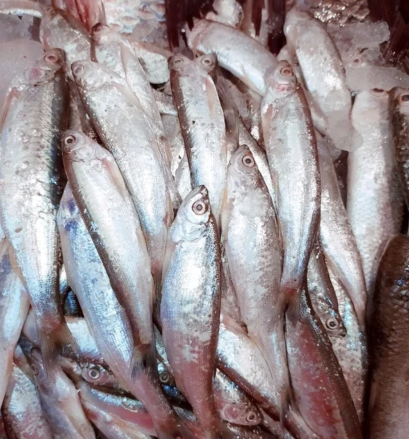 Village Fish