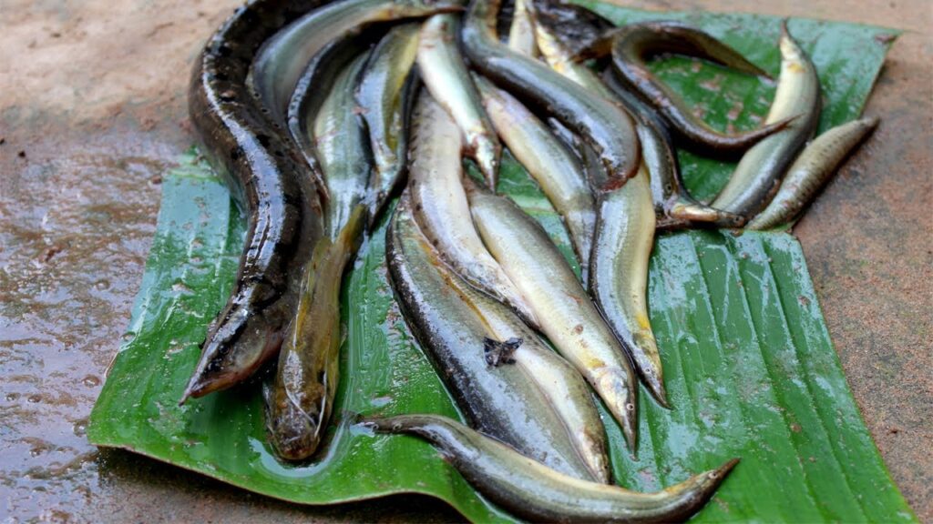 Village Fish
