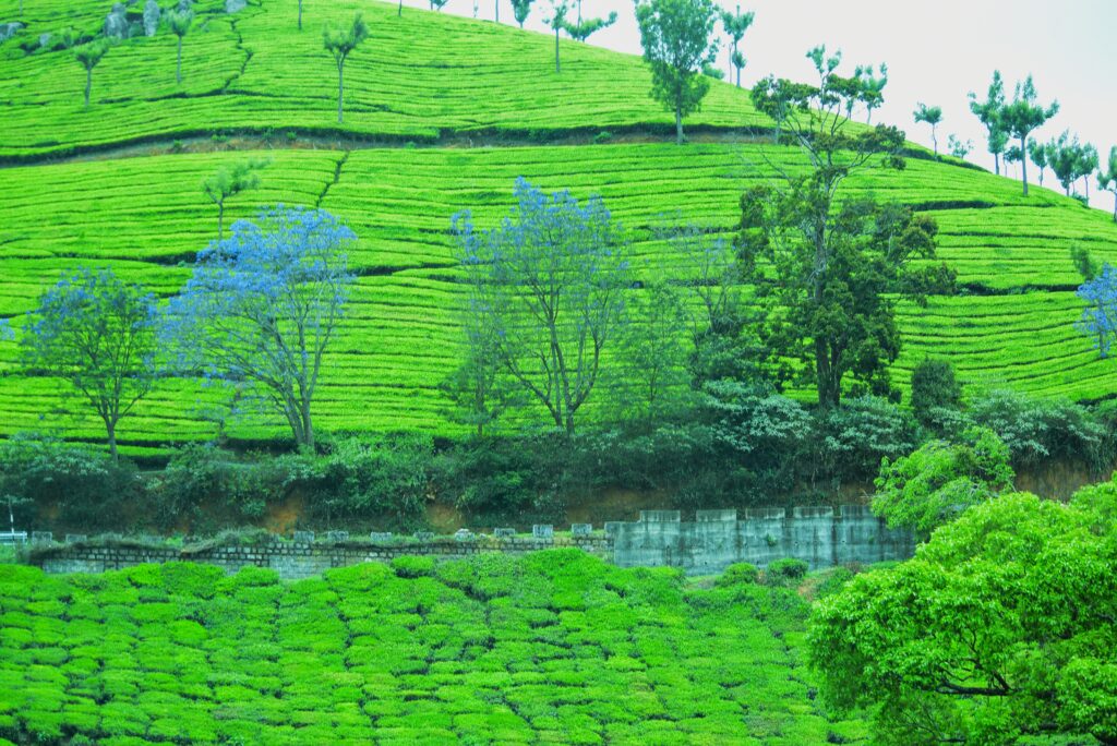 Ooty
