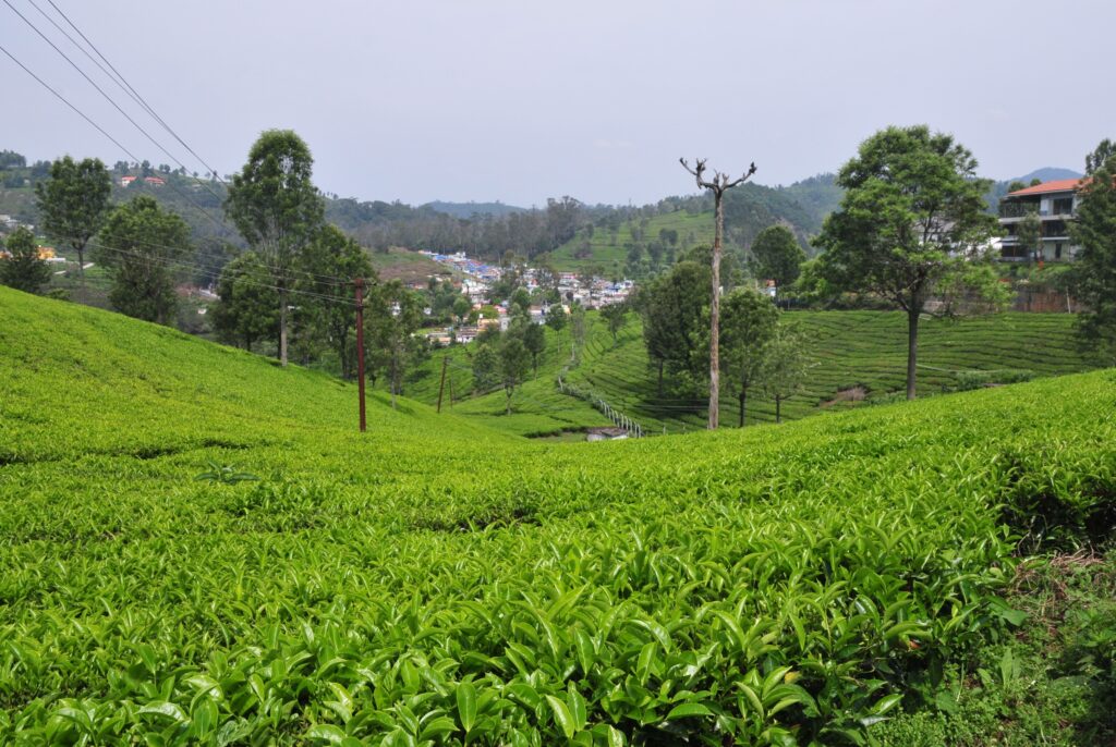 Ooty
