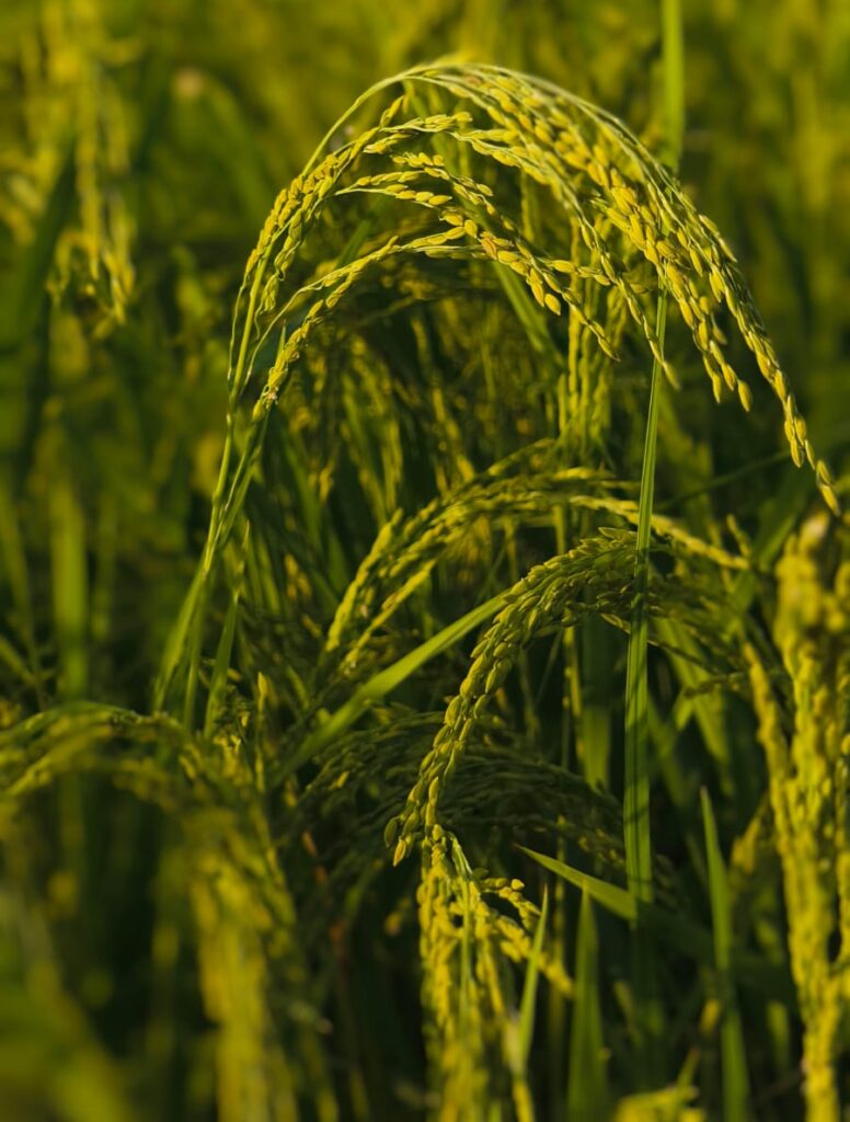 Pre Winter Food Culture