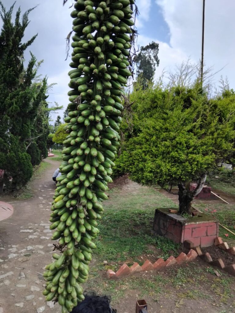 Chitrabhanu