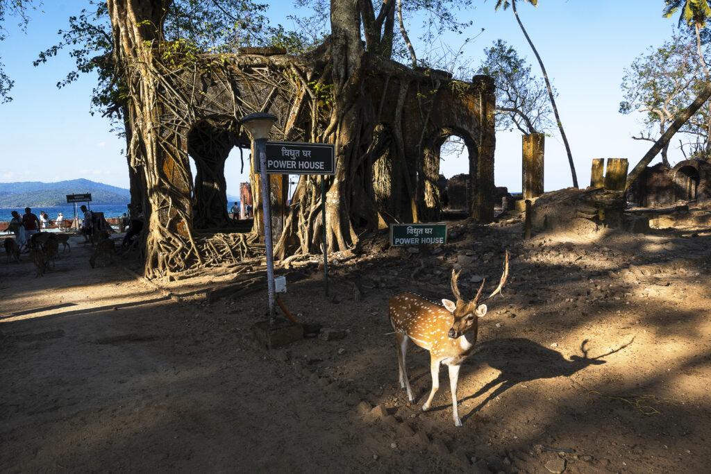Onoisorgik andaman
