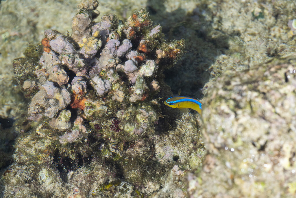 Onoisorgik Andaman 2