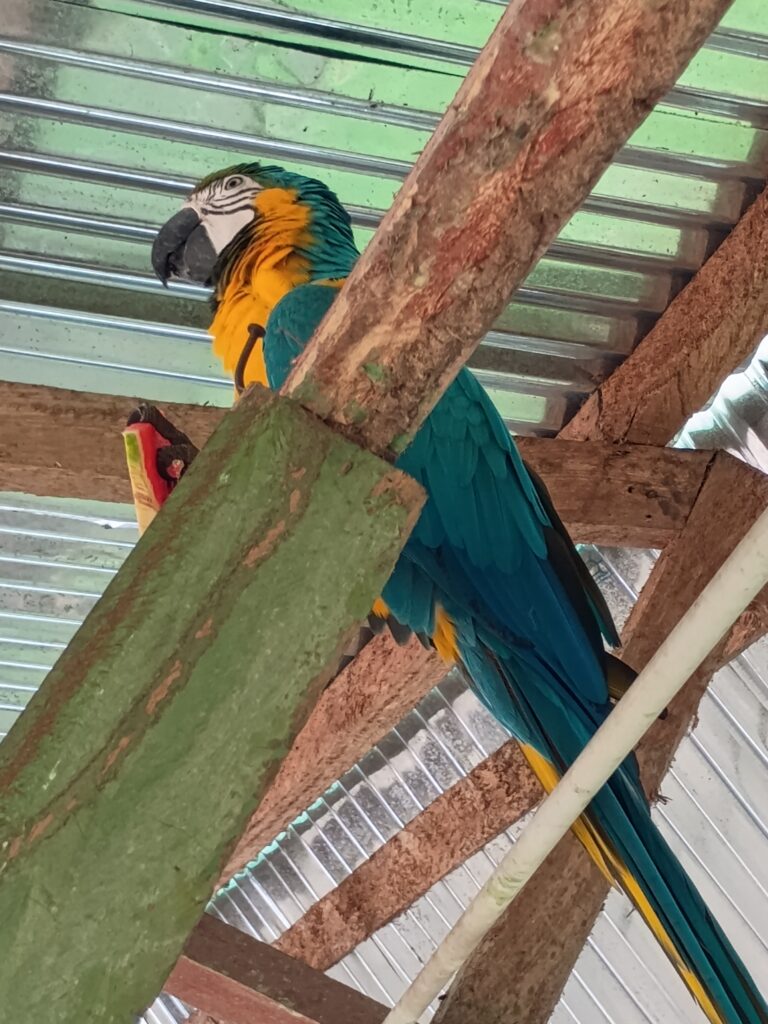 Amazon Travelogue