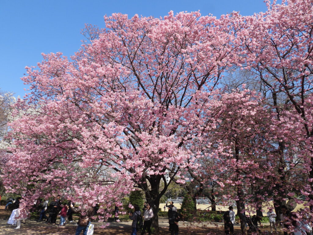 Japan Travel 2