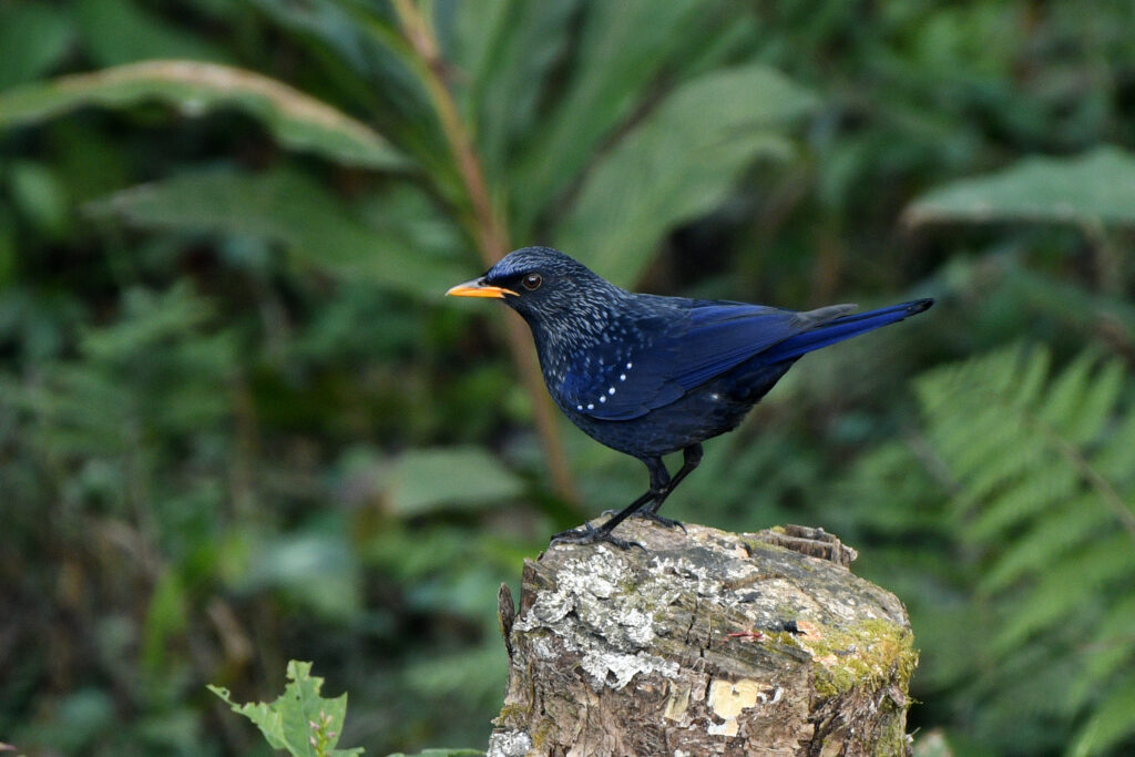 Lava Kolakham