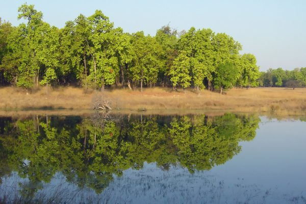 Bandhavgarh water body