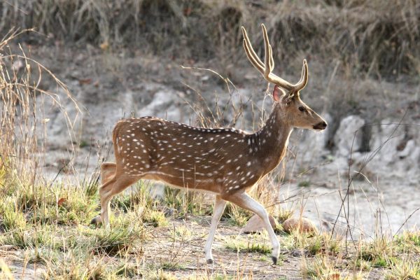 spotted-deer-Bandhavgarh